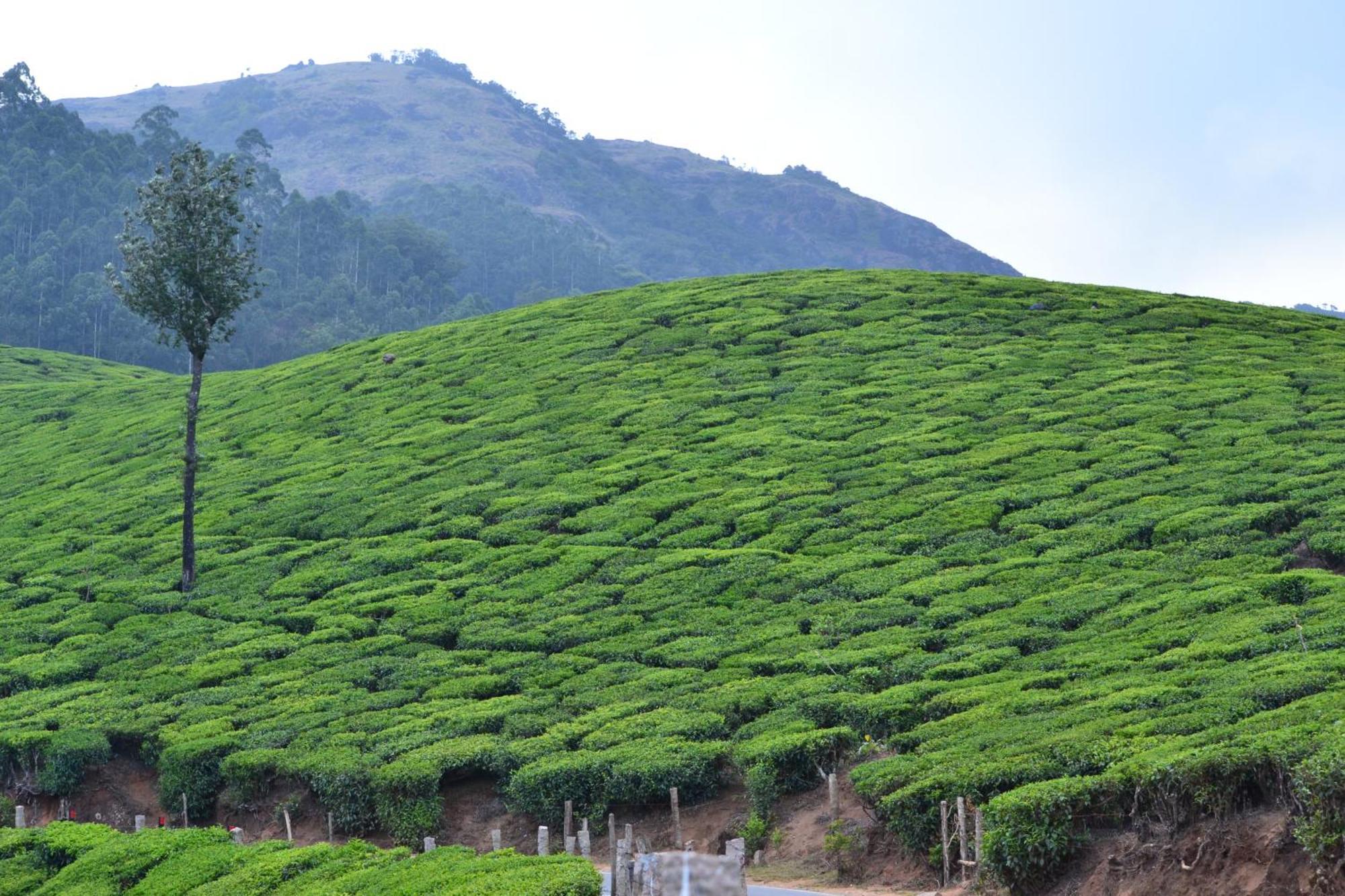 Arabian Nights Munnar 빌라 외부 사진